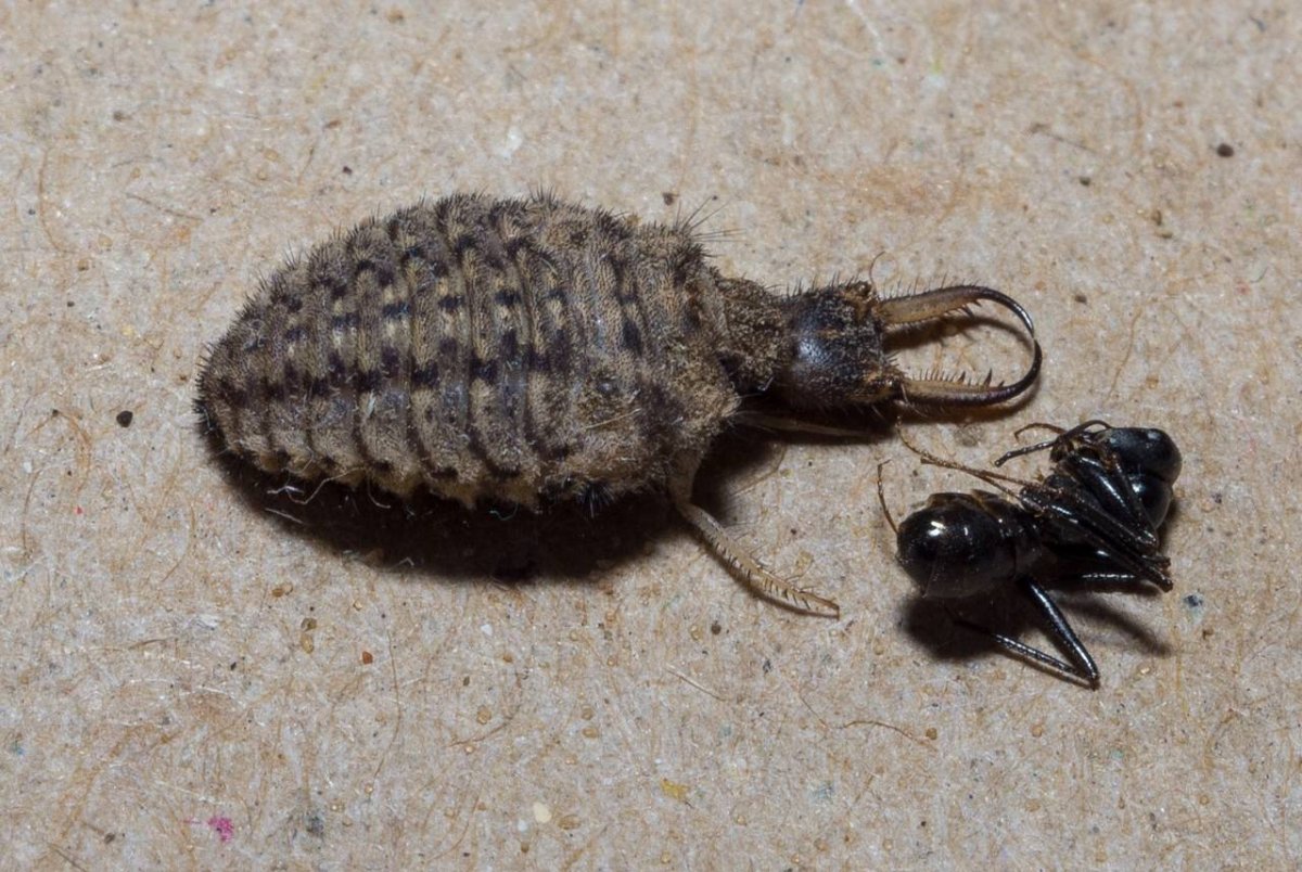 Муравьиный Лев насекомое