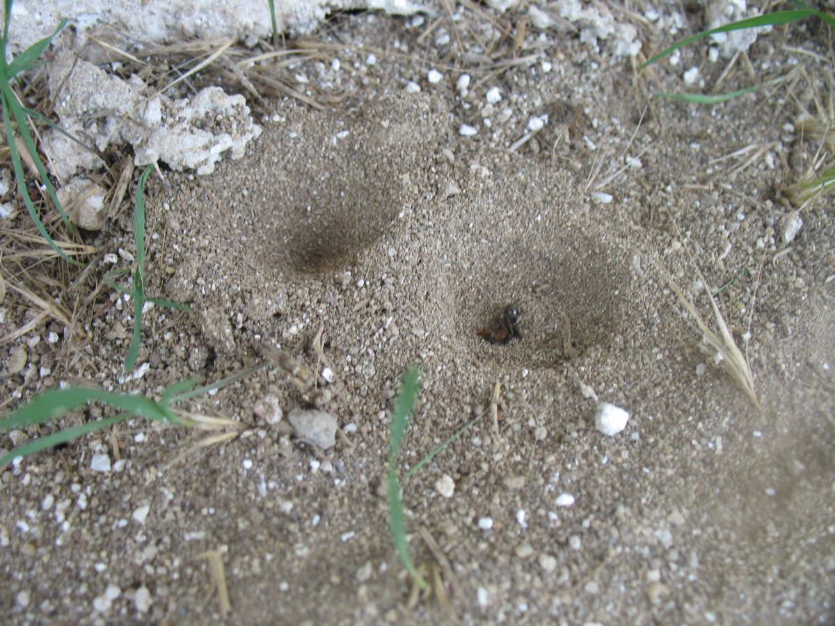 Муравьиный Лев Имаго