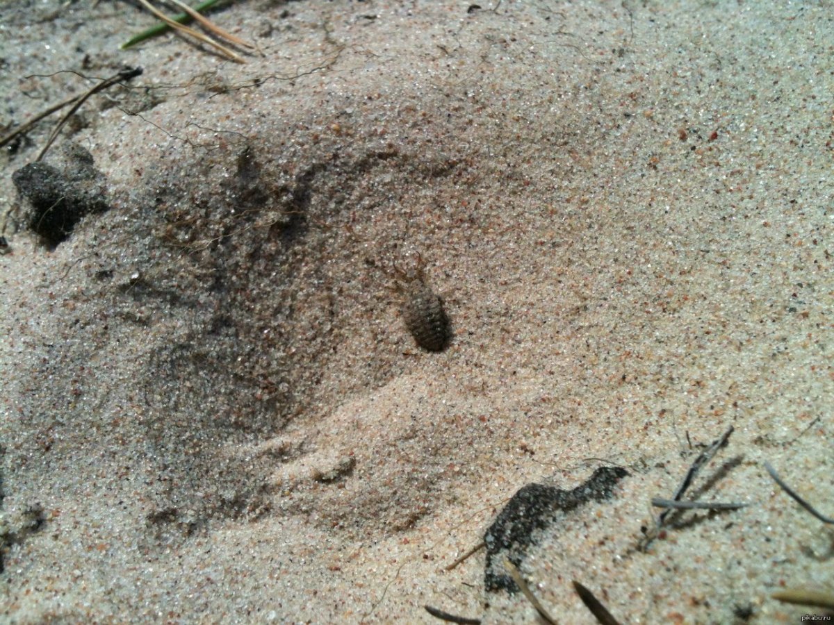 Муравьиный Лев норка