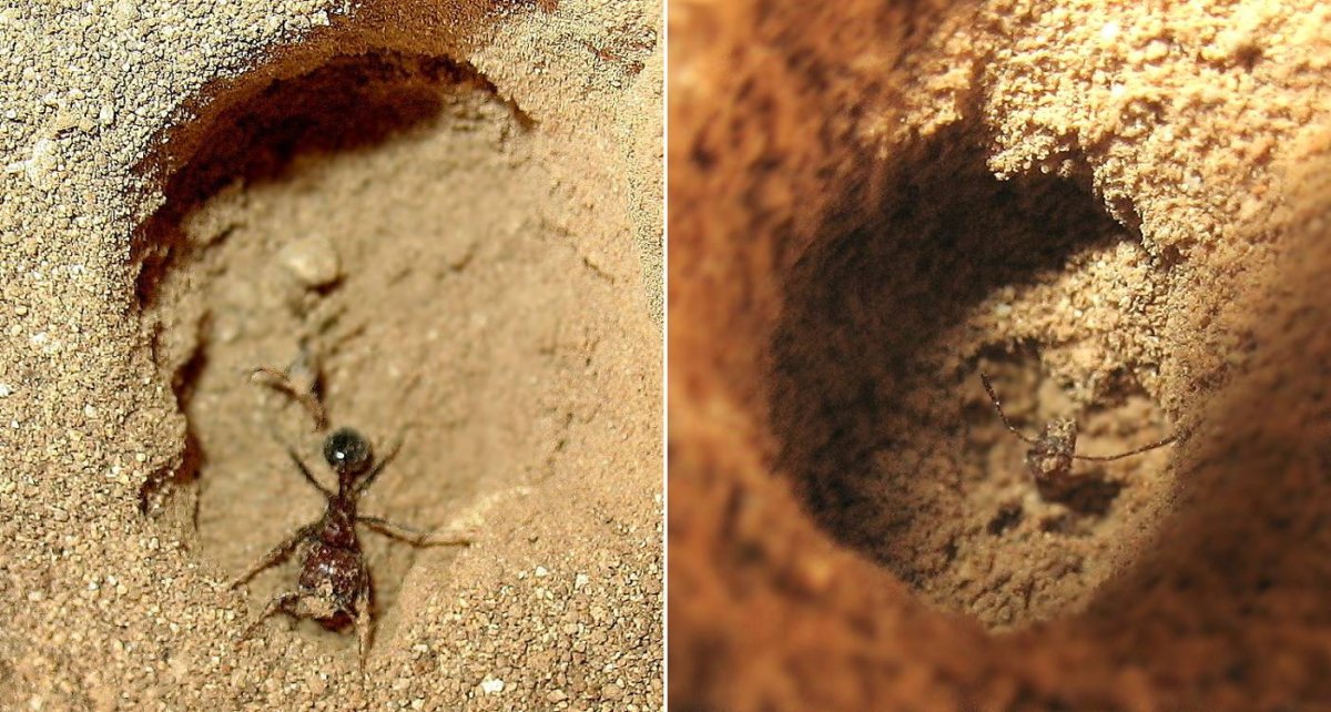 Муравьиный Лев под микроскопом