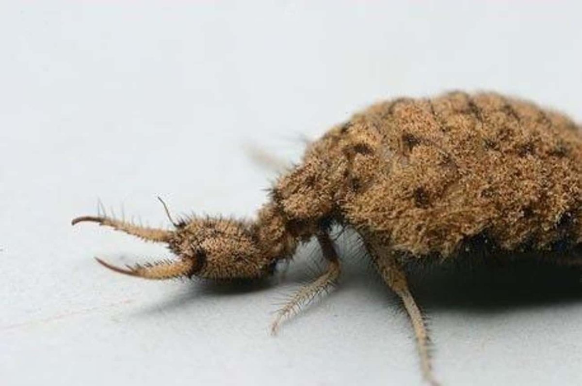 Африкан муравьиный Лев