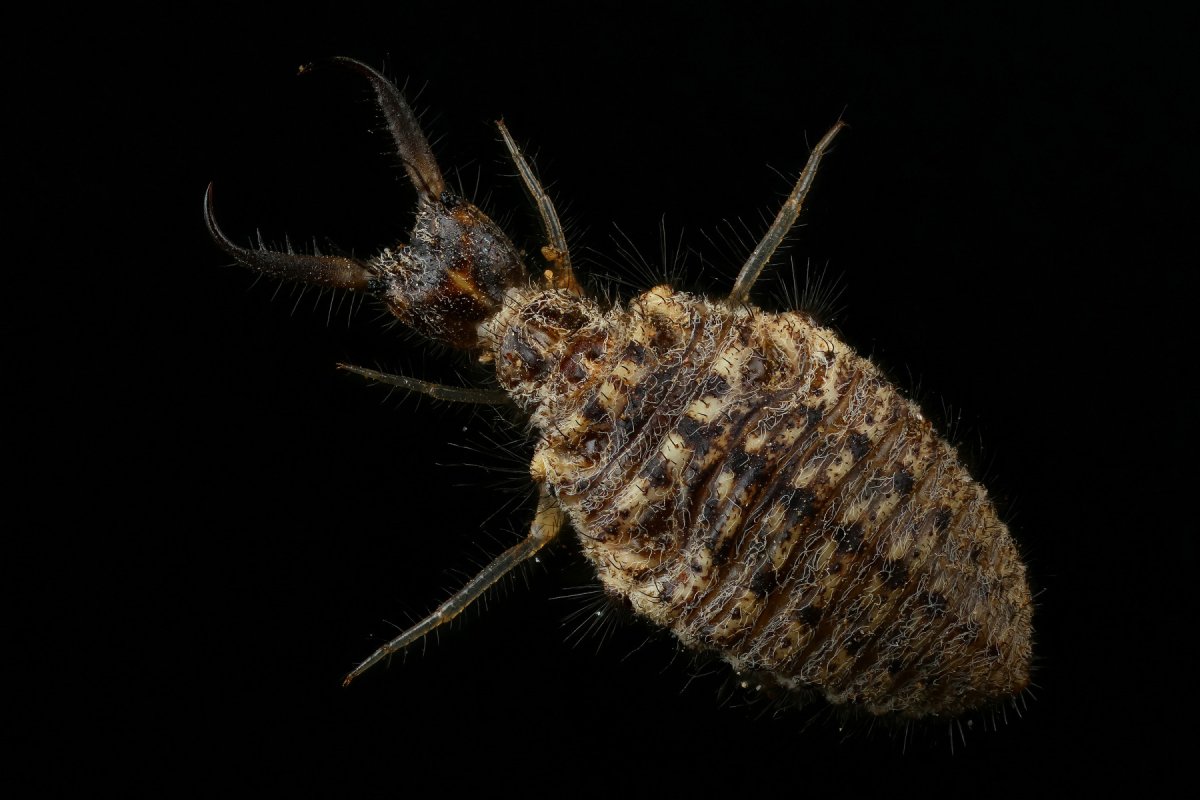 Муравьиный Грифон