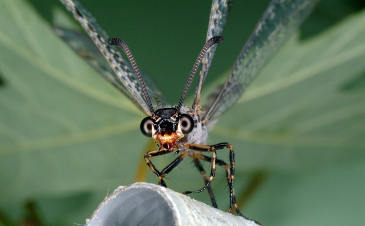 Сетчатокрылые муравьиный Лев