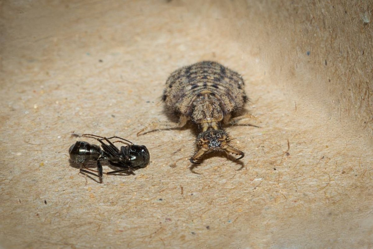 Личинка муравьиного Льва халф лайф