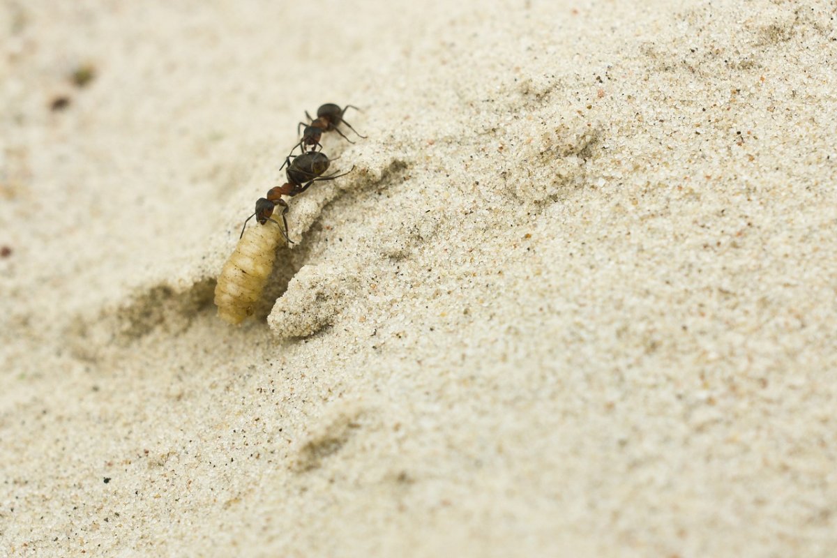 Несмотря на муравьиную склонность. Муравьиный Лев и муравей. Муравьиный Лев насекомое. Личинка муравья Льва. Личинка муравья жнеца.