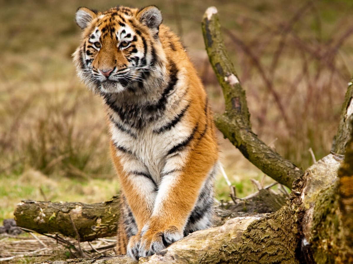 Карточки Дикие животные тигр