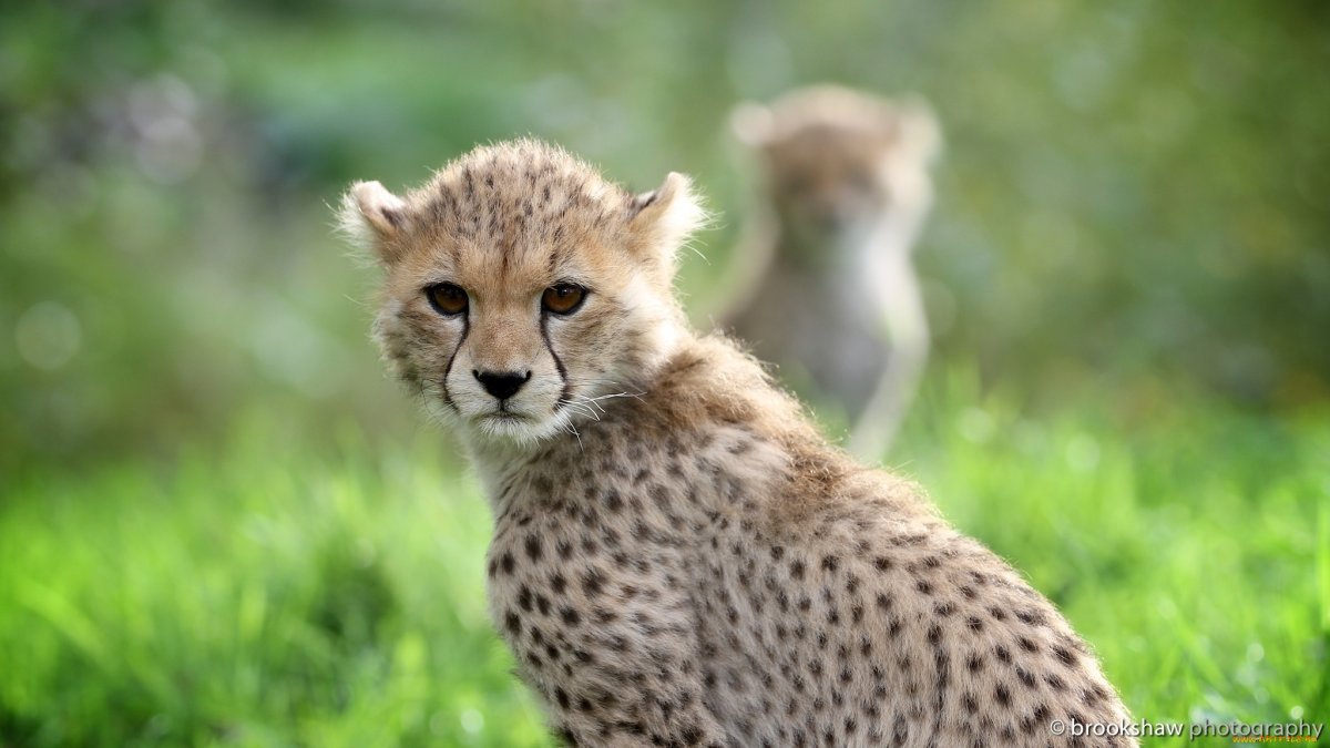 Молодой гепард