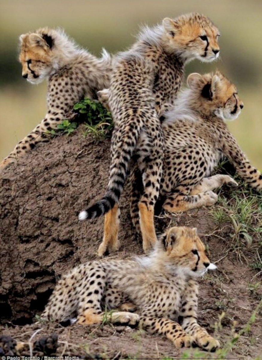 Гепарды в дикой природе