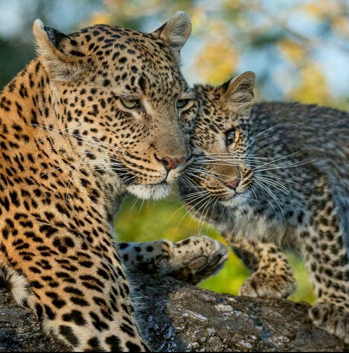 Переднеазиатский леопард детеныш