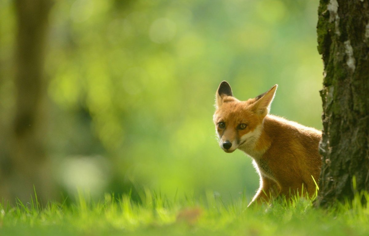 Лиса летом