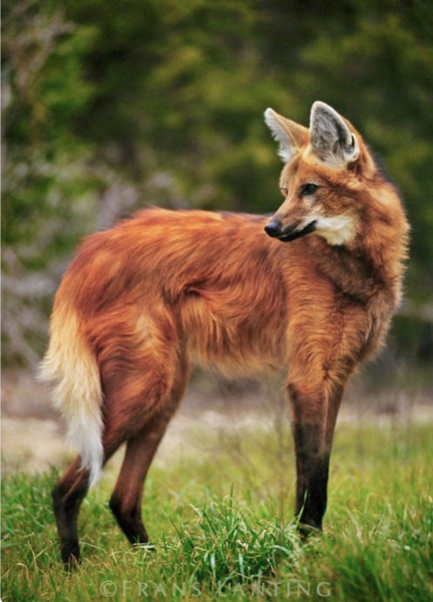 Гривистый волк (Chrysocyon brachyurus)