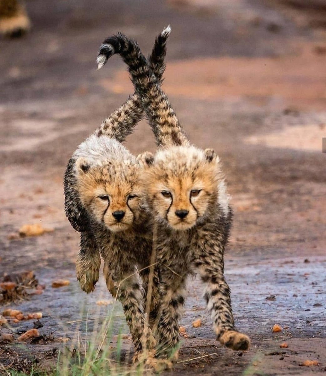 Гепарды в дикой природе