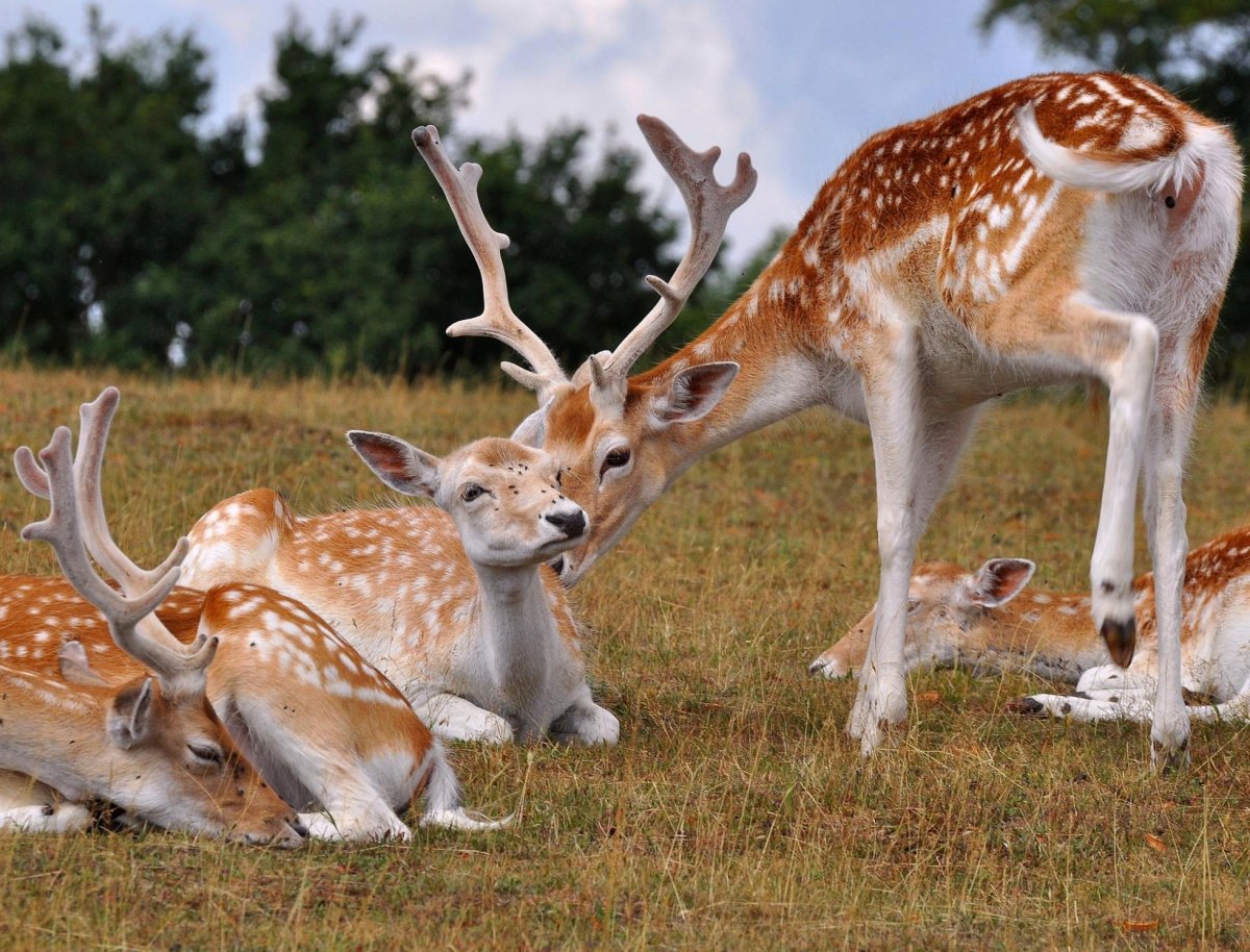 Редкие Дикие животные