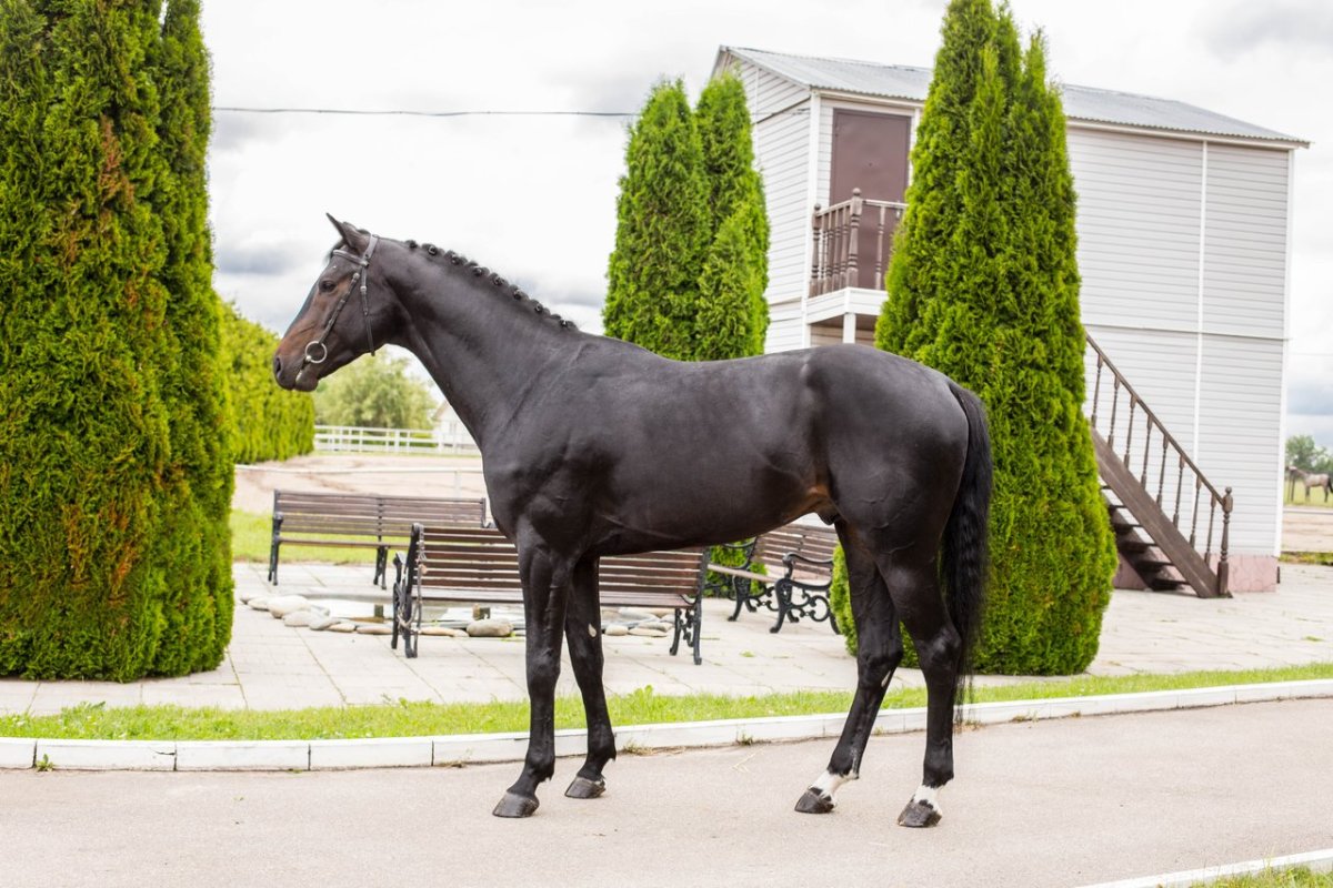 Вестфальская лошадь Вороная