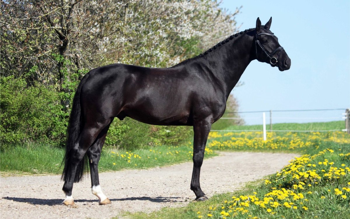 Голштинская порода лошадей