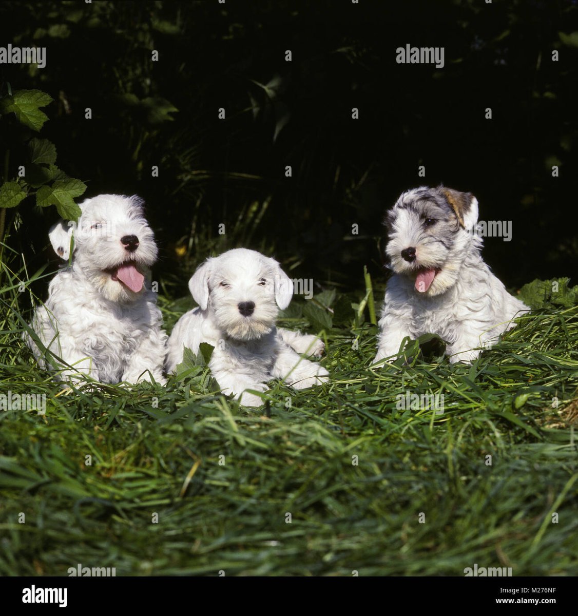 Силихем терьер