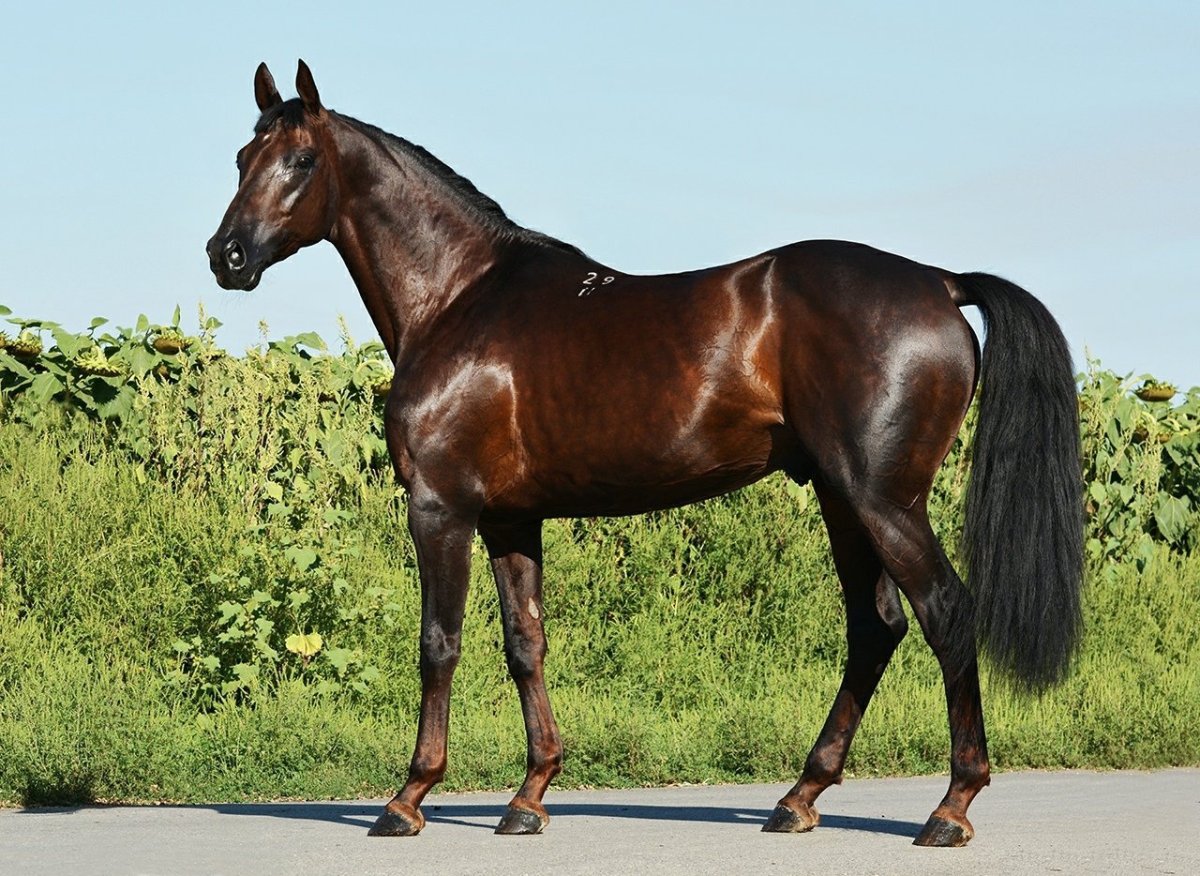 Мекленбургская лошадь