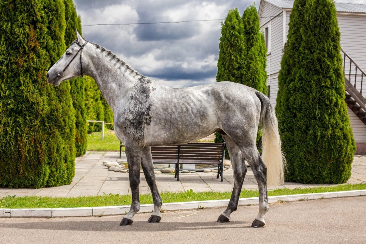 Красивые морды лошадей