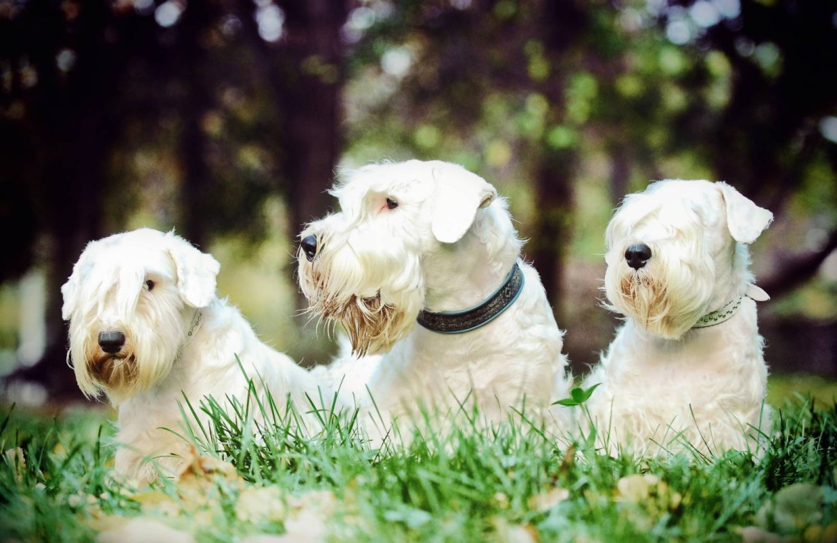 Силихем терьер белый