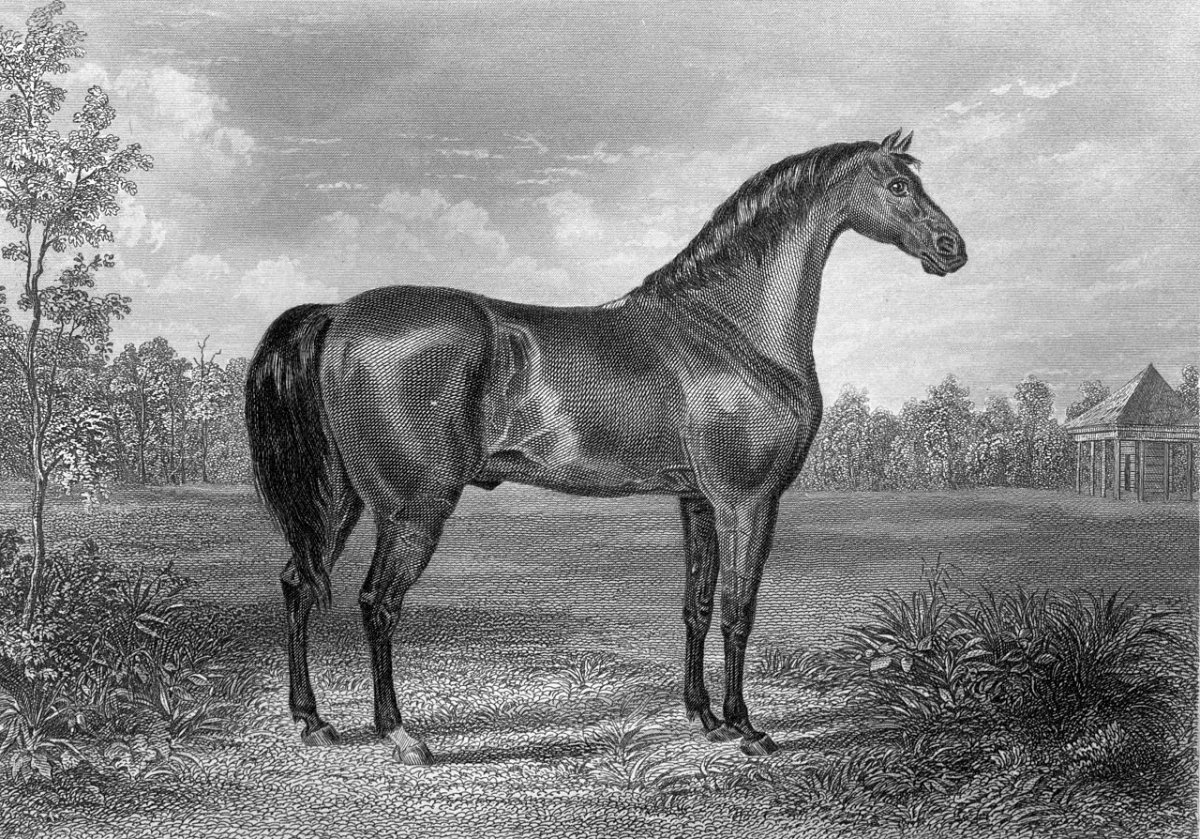 Башкирская порода лошадей