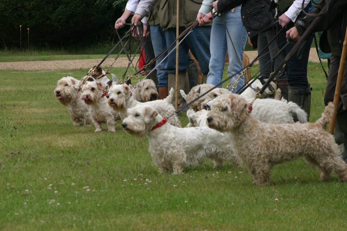 Собака ангел