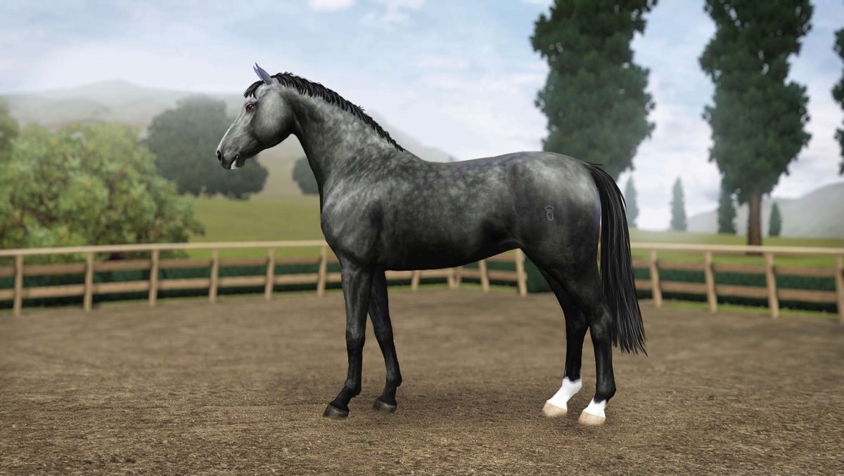 Бельгийский верховой пони