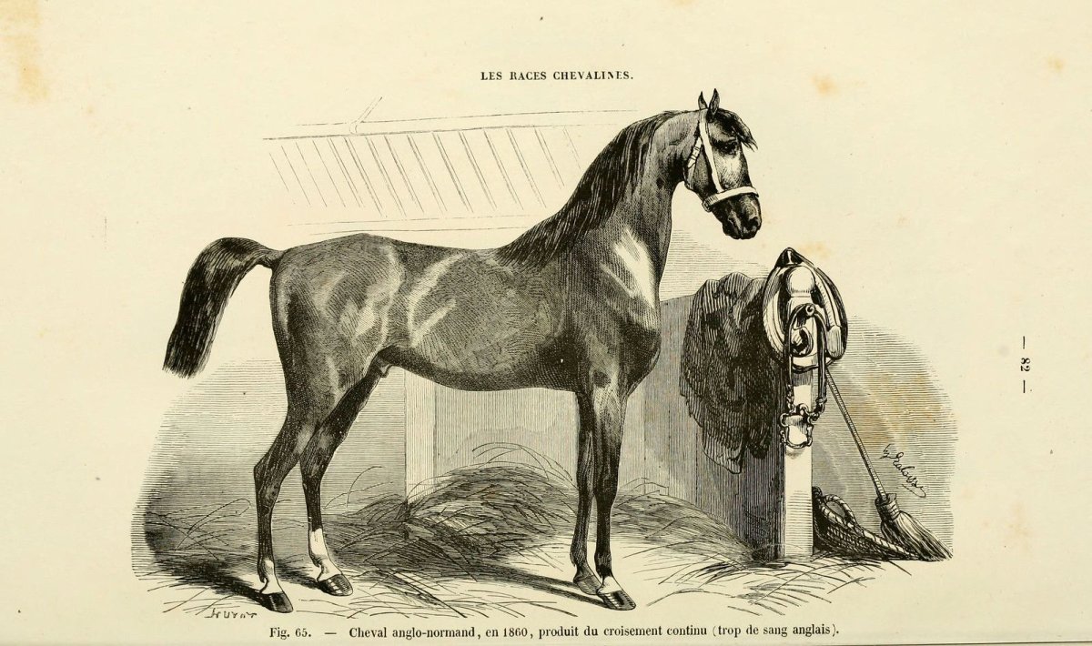 Гнедой Мустанг