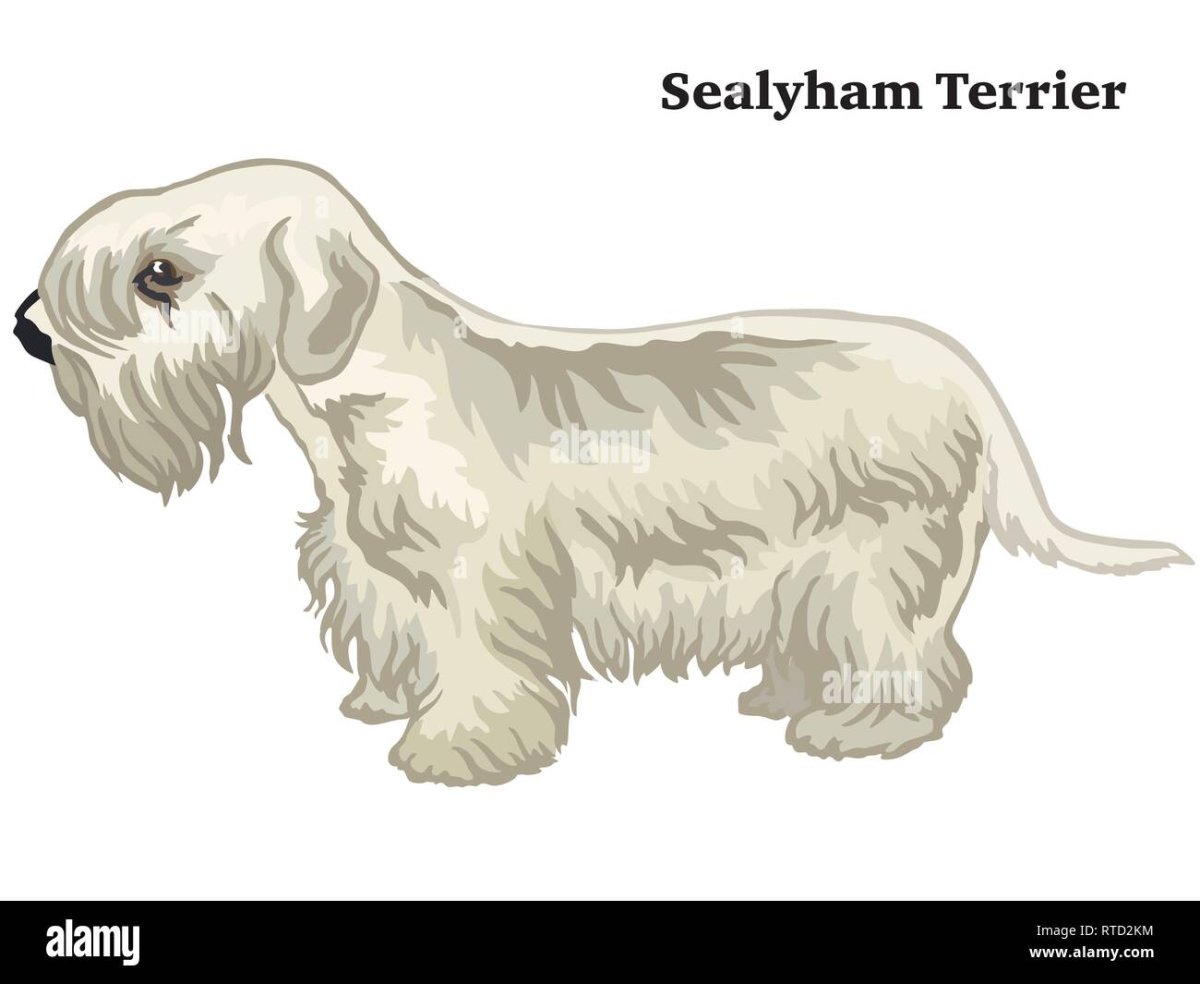 74 Силихем-терьер (Великобритания).