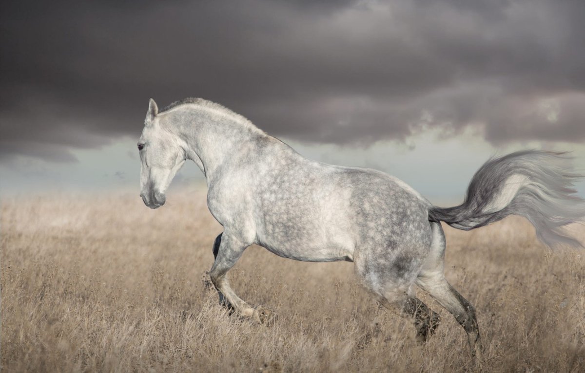 Palomino порода лошади