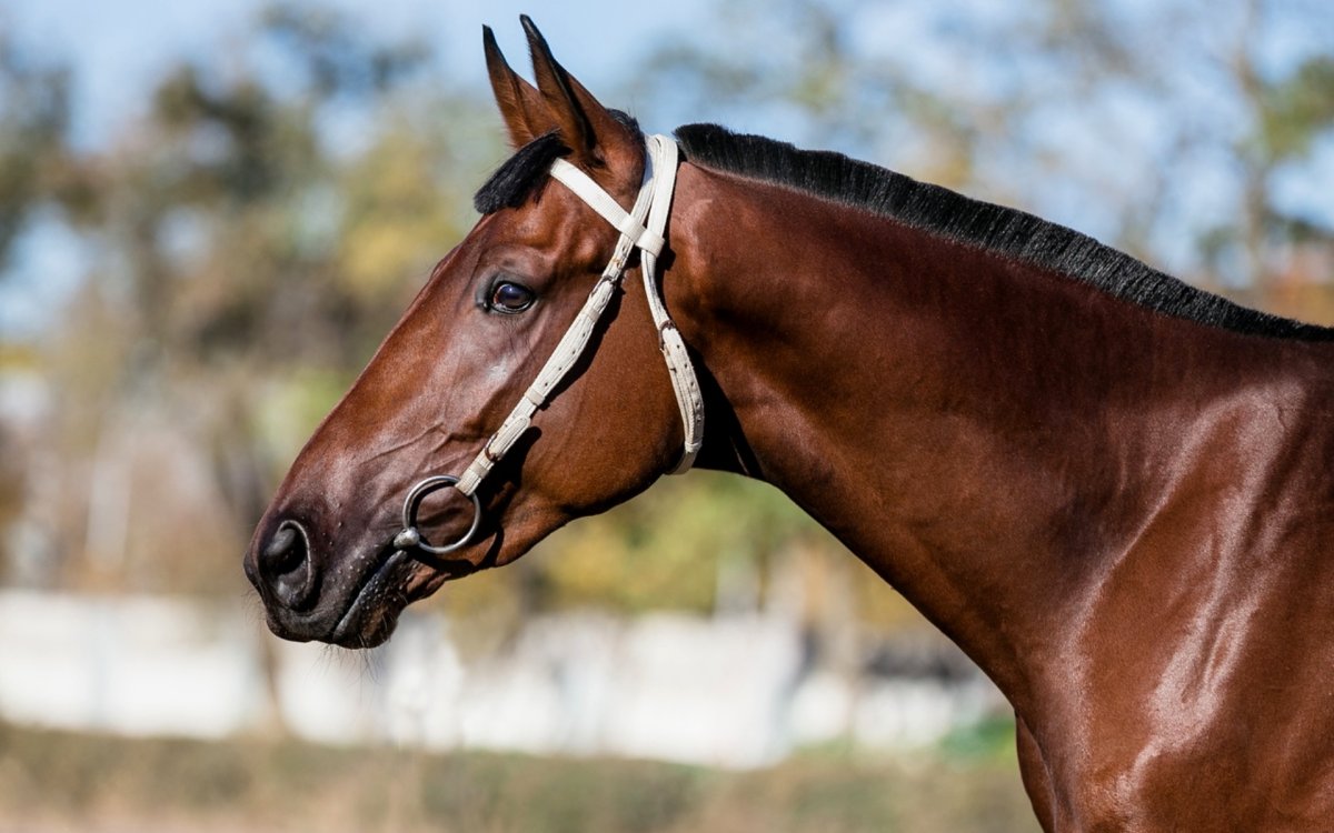 Голландская теплокровная лошадь