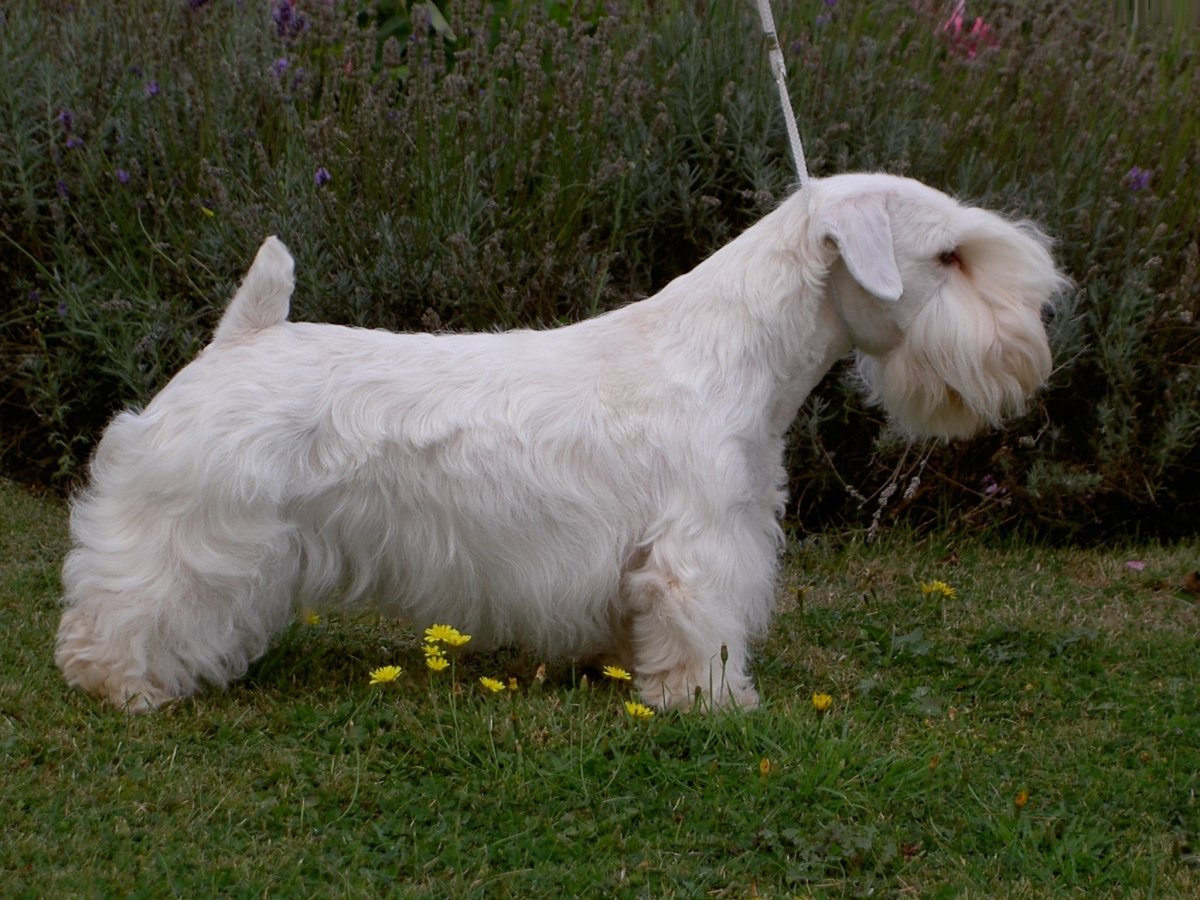 Sealyham Terrier собака вектор
