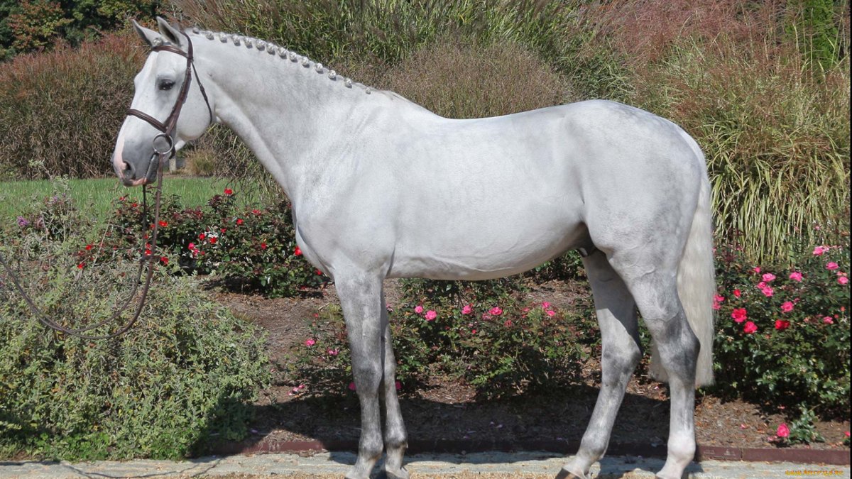 Порода- Тракененская масть гнедая