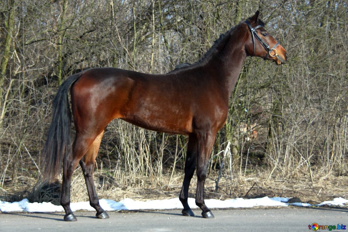 Орловский рысак серый в яблоках