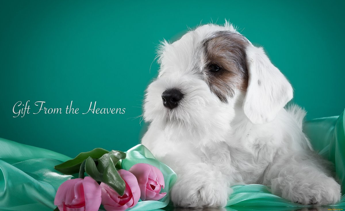 Селихемский терьер