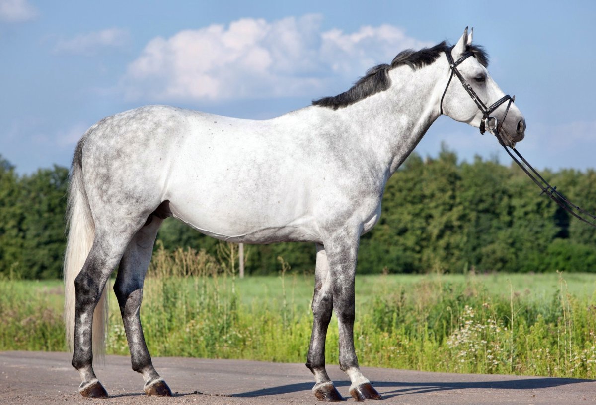 Ганноверская порода лошадей