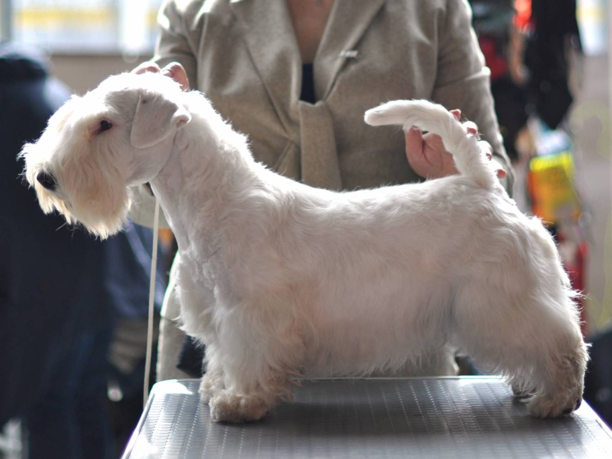 Терьер нелиняющий