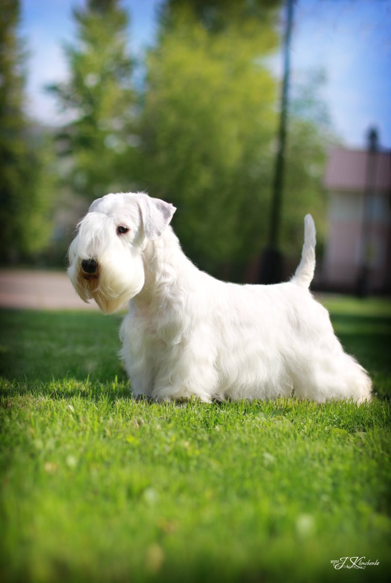 Силихэмтерьер жесткошерстный