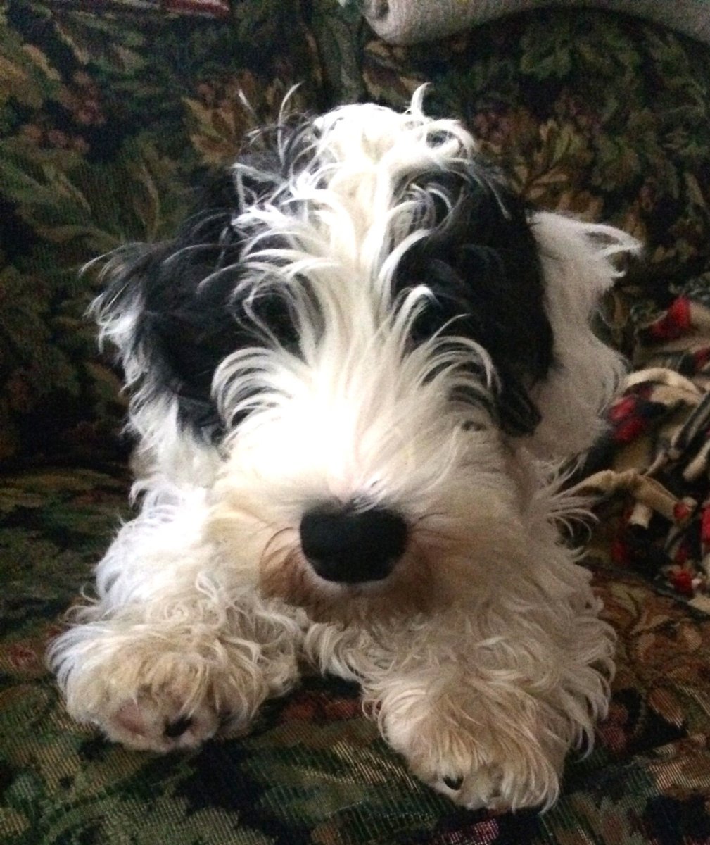 Скотч терьер и Силихем терьер