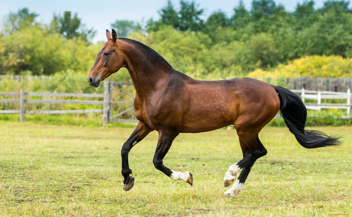 Темно гнедая масть лошади