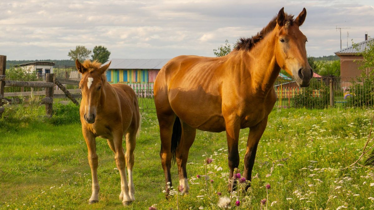 Лошадь во весь рост