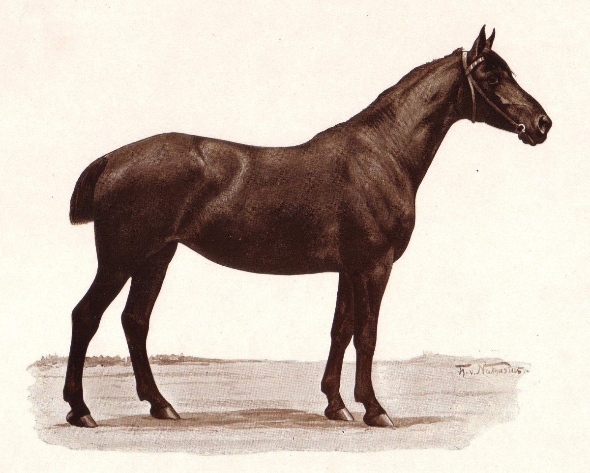 Ольденбургская лошадь караковая