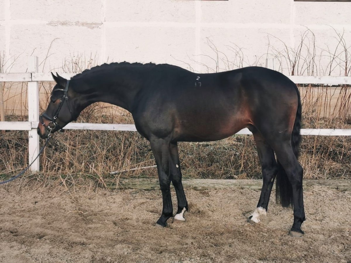 Голштинская теплокровная порода лошадей