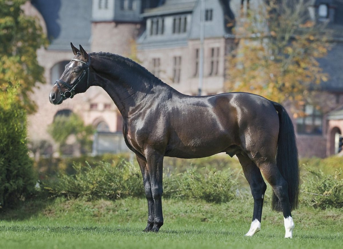 Фюрст жеребец