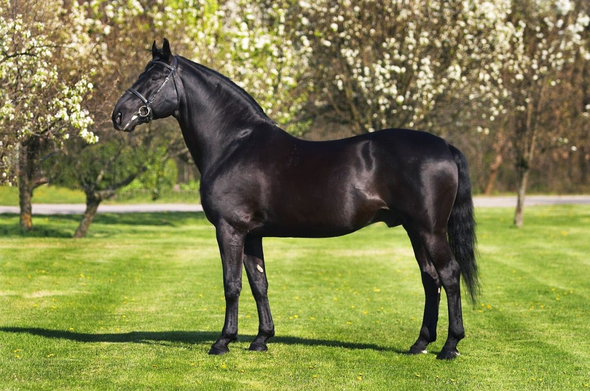 KWPN порода лошадей