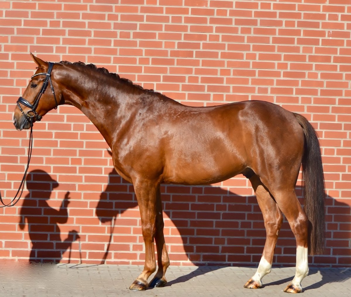 Кубанская порода лошадей