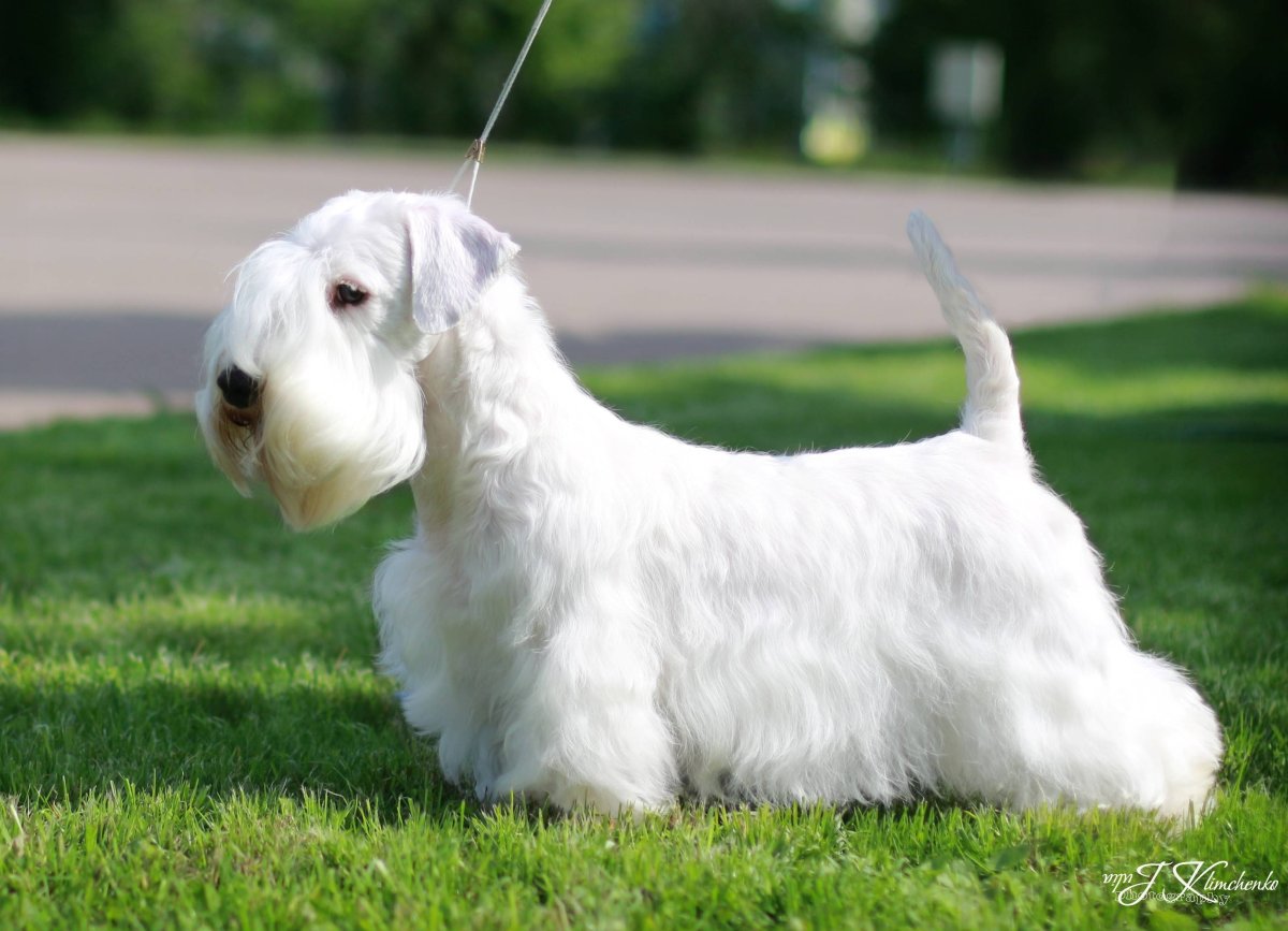 Силихем терьер