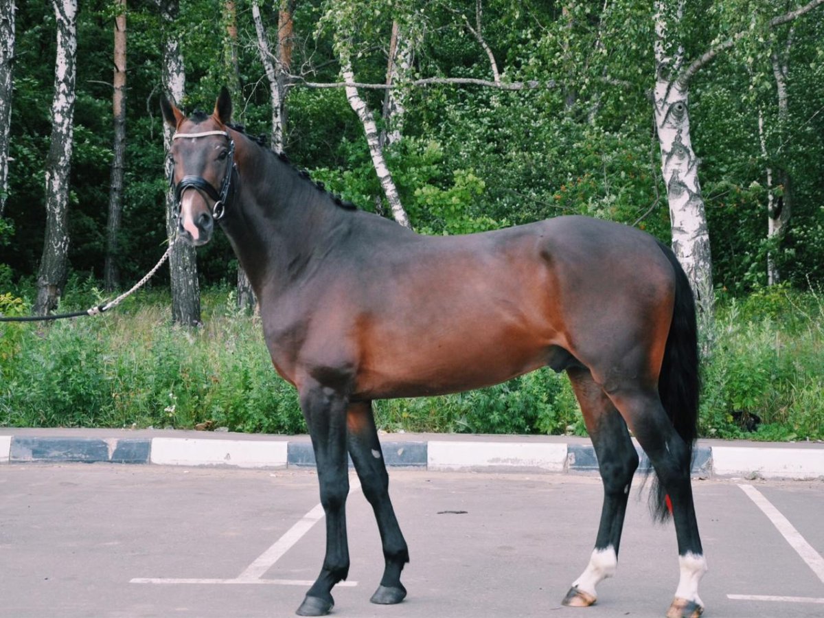 KWPN порода лошадей