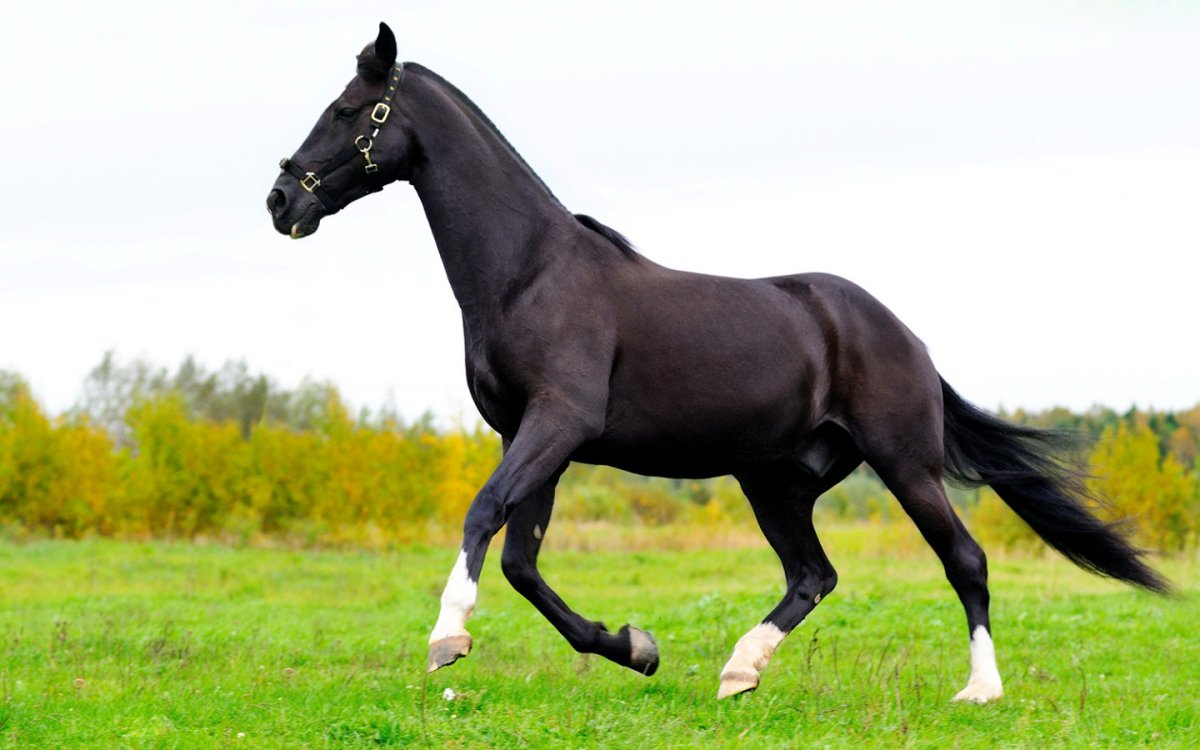 Изабель верт