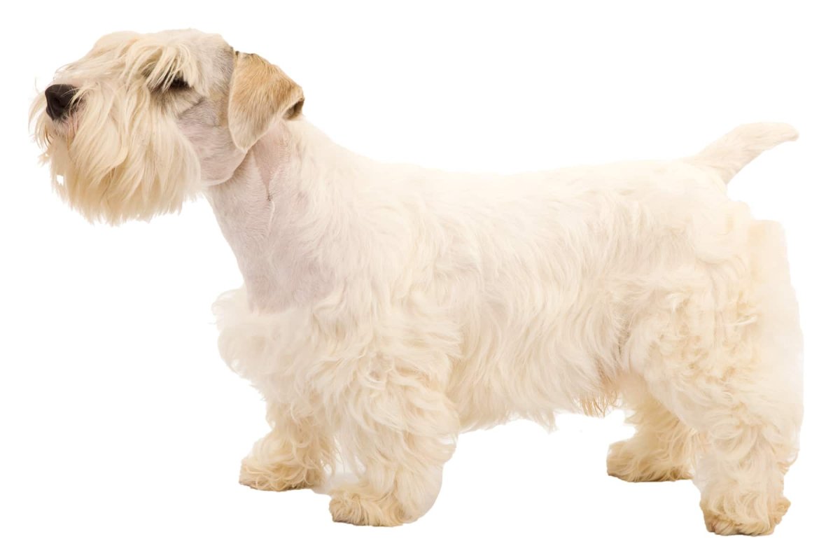 Порода собак Силихем терьер