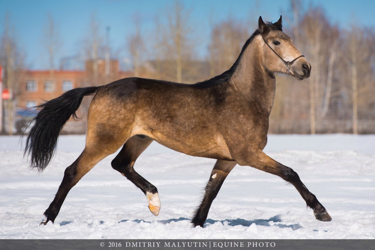 Берберийская лошадь